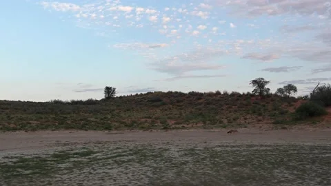 Jackal Running Stock Footage 132735946