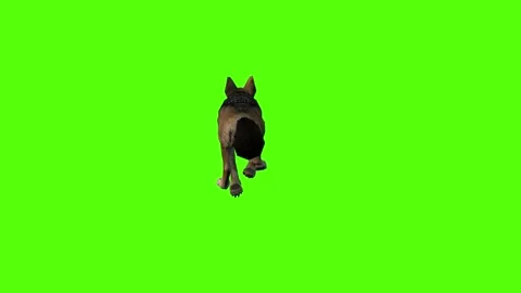 Jackal Running Green Screen Animation 4K Rendering Stock Footage 281392940