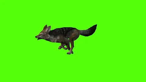 Jackal Running Green Screen Animation 4K Rendering Vidéo 281392941