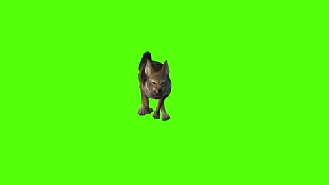 Jackal Running Green Screen Animation 4K Rendering Vídeos de archivo 281392964