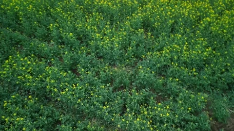 Jackal running in rape fields, Burgas, Bulgaria Video stock 284001617