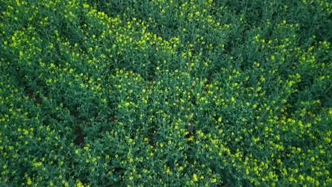 Jackal running in rape fields, Burgas, Bulgaria Stock-Footage 284001619