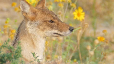 Jackal runs away Vídeos de archivo 91461004