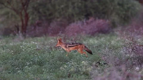 Jackal slow motion Stock-Footage 236572625