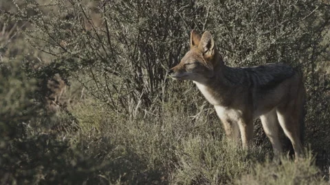Jackal Sniffing And Licking Muzzle In Dry Bushland 動画素材 340924154
