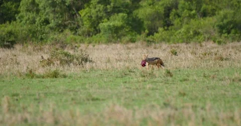 Jackal steals part of a kill Stock Footage 60592744