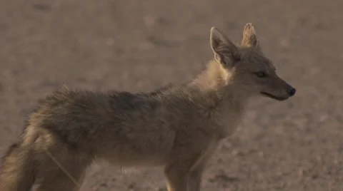 Jackal at sunset, closeup Stock Footage 33531832