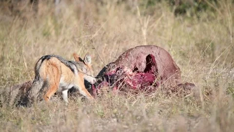 Jackal - Tiny pieces torn and chewed; efficiency under pressure — Part 19 Video stock 320845668