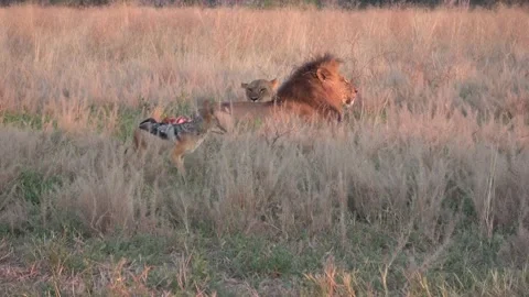 Jackal too afraid to bite, pacing in front of relaxed lions — Part 4 Stock Footage 322993080