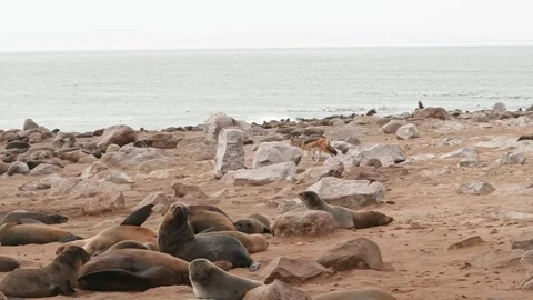 Jackal walking among the seals until meeting another jackal that eats a dead Video stock 93752351