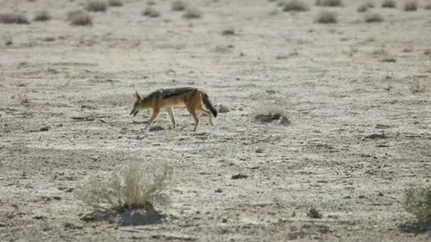 Jackal is walking on a  desert Stock-Footage 116258589