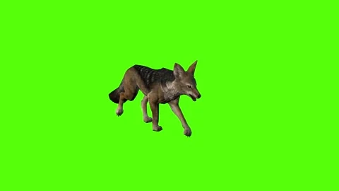 Jackal Walking Green Screen Animation 4K Rendering Vídeo Stock 281392954
