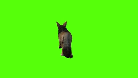Jackal Walking Green Screen Animation 4K Rendering Stock Footage 281392966