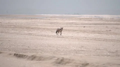 Jackal walking, rear view, slow motion Stock Footage 172522716