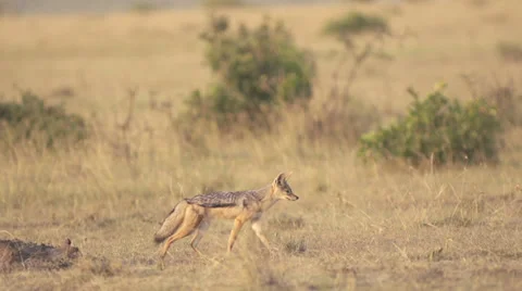Jackal walking at sunrise Stock Footage 33545322