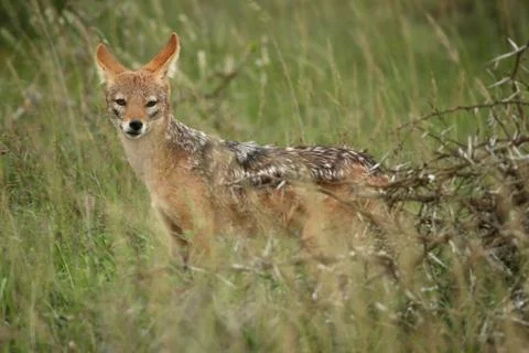 Jackal in the Wild Stock Photos