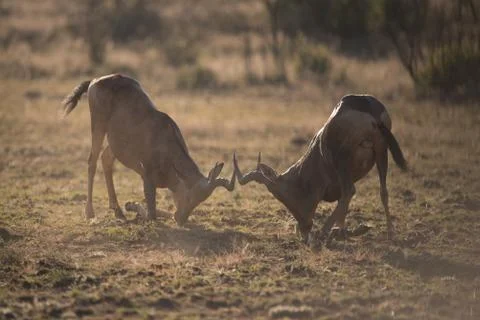 Jackal in the wilderness Fotos Stock