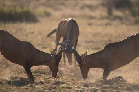 Jackal in the wilderness Stock Photos