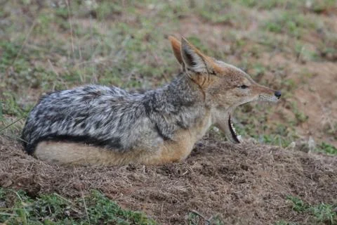 Jackal Yawning Stock Photos