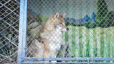 Jackal at the Zoo 스톡 동영상 103832819