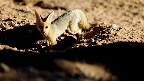 JACKALL CUB DIGGING Stock Footage 104866870