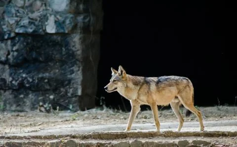 Jackals are medium-sized omnivorous mammals of the genus Canis. Stock Photos
