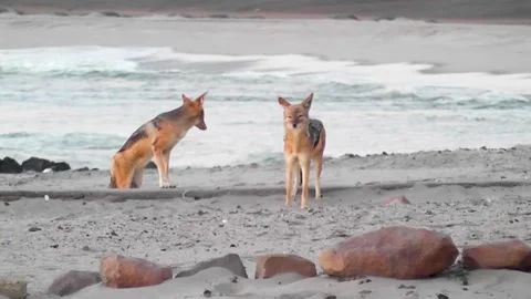 Jackals on Beach at Cape Cross, Namibia Stock Footage 274651492