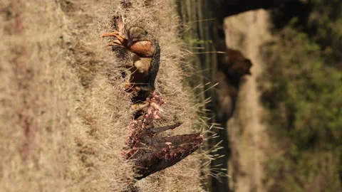 Jackals Eating Vídeos de archivo 234679118