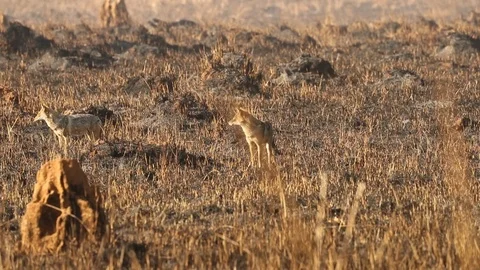 Jackals exploring a burned field in india Stock Footage 118872694