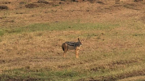 Jackals in the Masai Mara Reserve Stock Footage