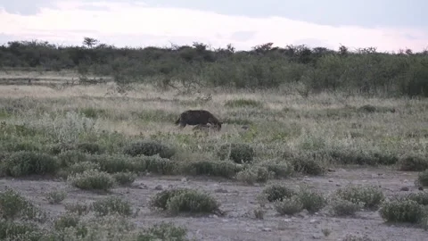 Jackals push closer; hyena persists at carcass — Part 7 Stock Footage 319945527