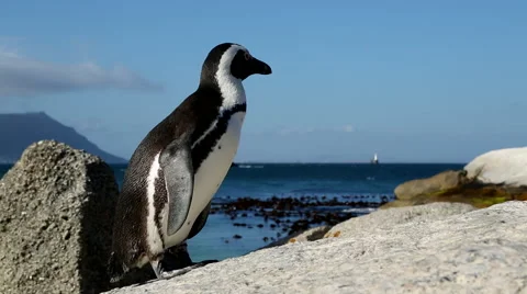 Jackass Penguin 1 Stock Footage 46422714