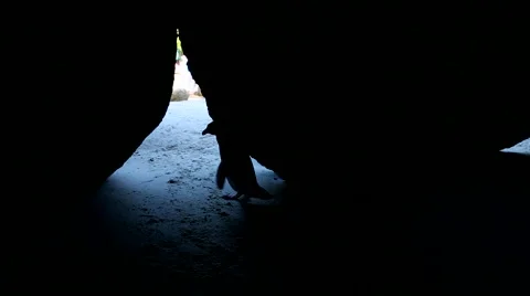 Jackass Penguin 2 Stock Footage 46416438