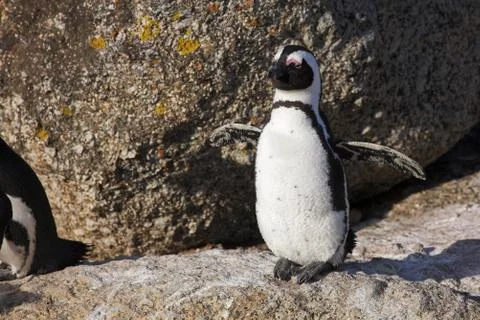 Jackass penguin #24 Stock Photos