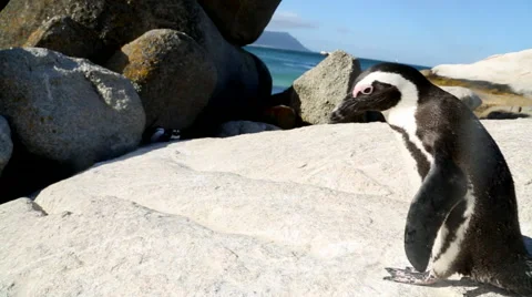 Jackass Penguin 3 Stock Footage 46426003