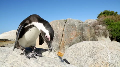 Jackass Penguin 4 Stock Footage 46426556