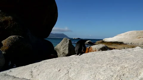 Jackass Penguin 5 Stock Footage 46426689