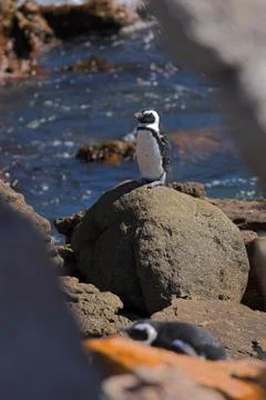 Jackass penguin #7 Stock Photos