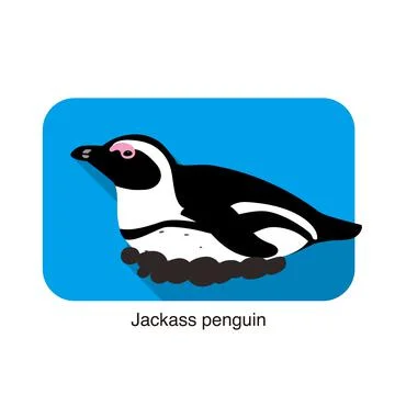 Jackass penguin hatching the eggs Illustrazione stock