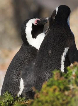 Jackass penguin Stock Photos