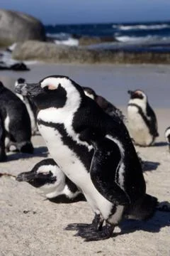 Jackass Penguin Stock Photos