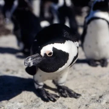 Jackass Penguin Stock Photos