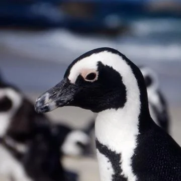 Jackass Penguin Stock Photos