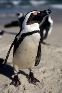 Jackass Penguin Stock Photos