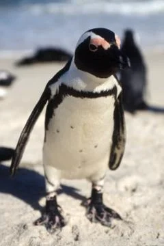Jackass Penguin Stock Photos