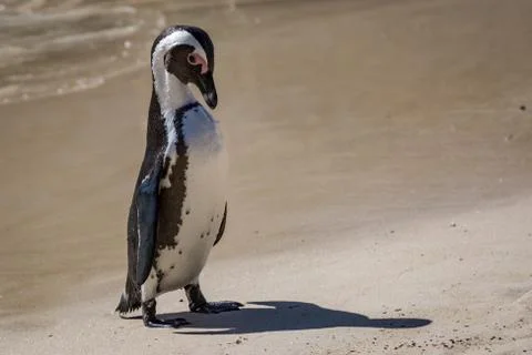 A Jackass Penguin Stock Photos