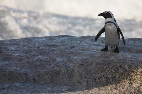 Jackass penguin on the rocks Stock Photos