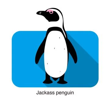 Jackass penguin standing on the ground Illustrazione stock