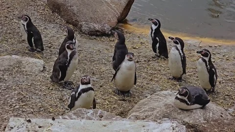 Jackass penguins close up Stock Footage 263720216