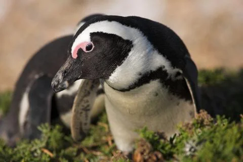 Jackass penguins Stock Photos